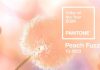 Pantone xướng tên Peach Fuzz là màu sắc của năm 2024